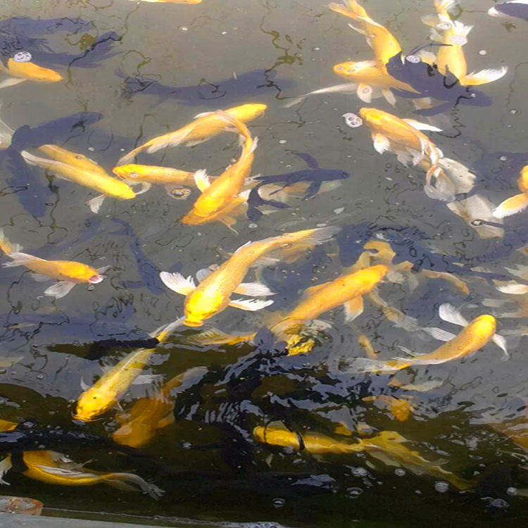 小黄金锦鲤 小规格龙凤金黄色锦鲤大量批发