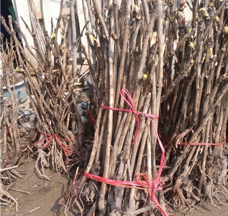 大量批发精品花卉苗 牡丹花苗 牡丹苗 红牡丹花苗 白牡丹花