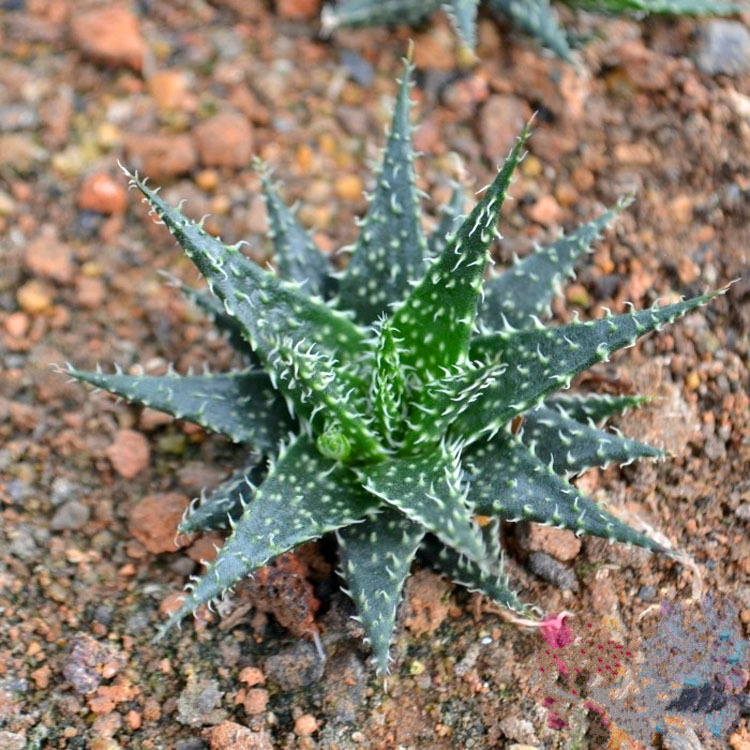 雪花芦荟图片大全图片