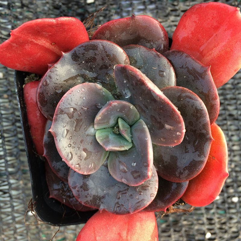 龙王阁 韩国进口多肉 新品上架