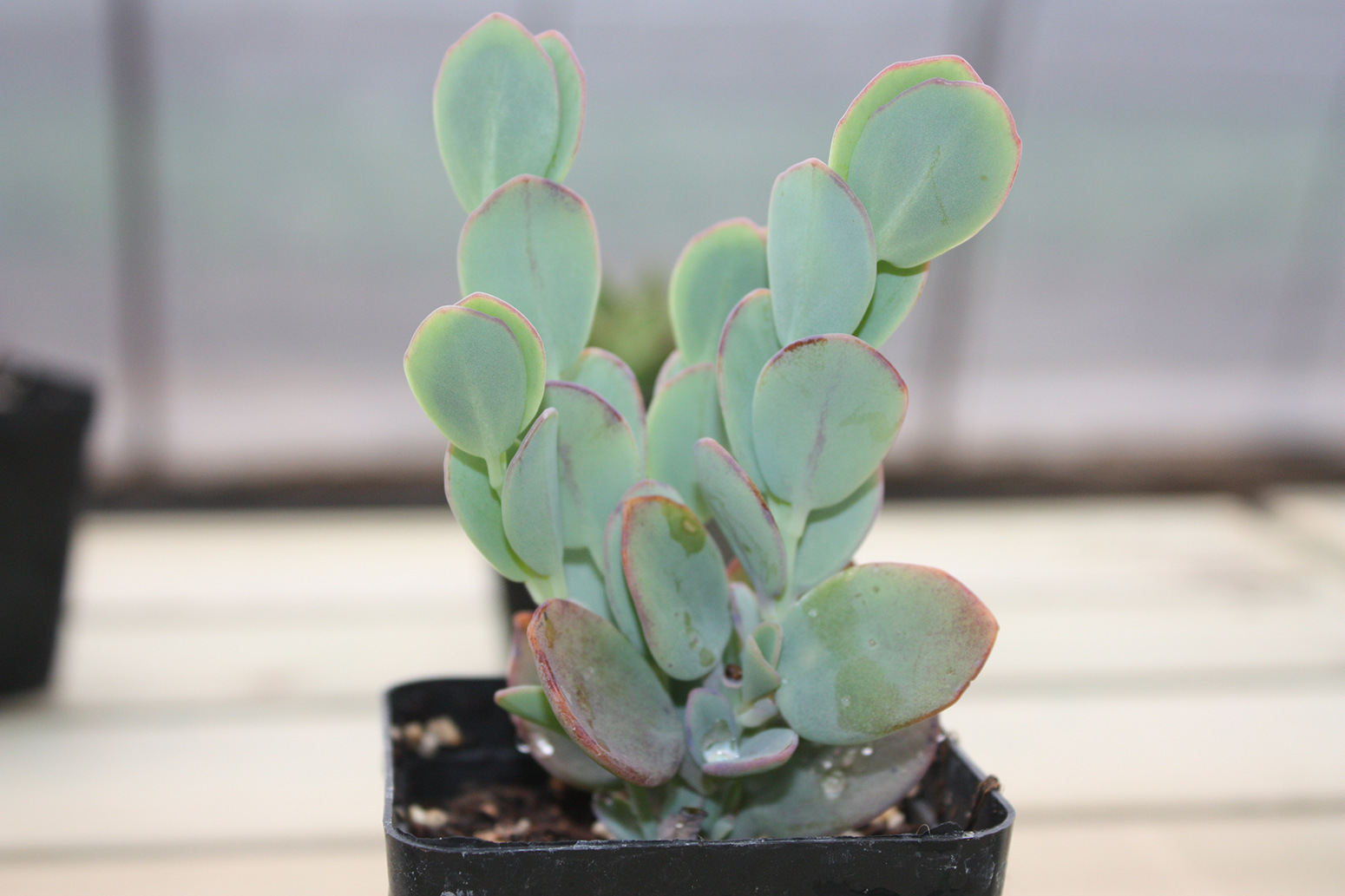 多肉专用工具【价格 批发 品牌 网上进货】-阿里巴巴旺铺