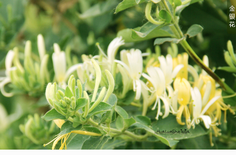 花落谁家 金银花茶 特级 封丘金银花 野生纯天然花草茶叶 50g/罐