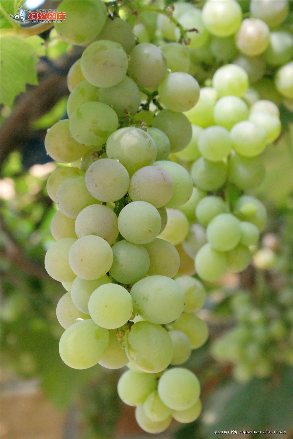 绿色进口葡萄新鲜水果 优惠大酬宾