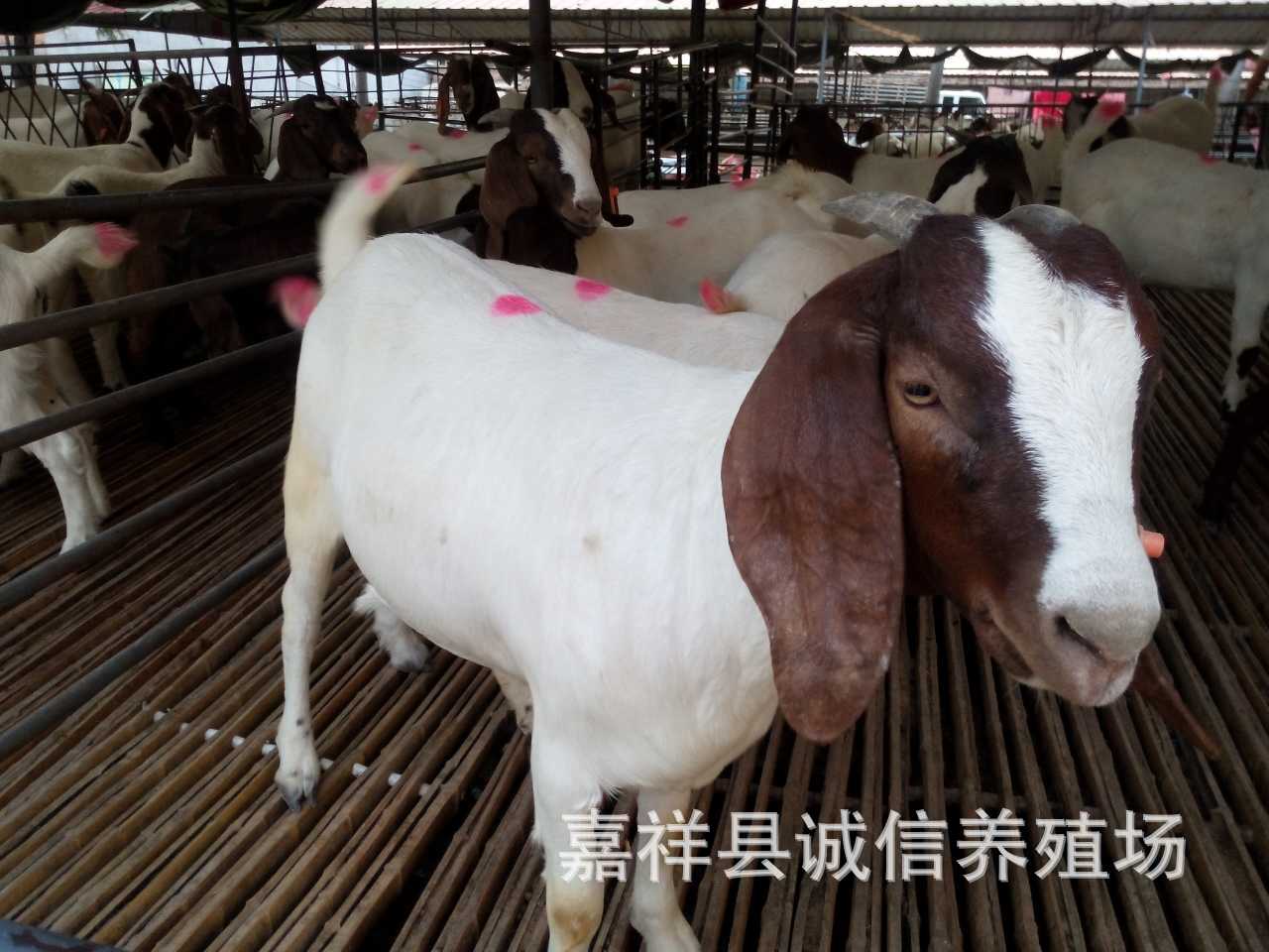 食品,饮料 家畜 多少 种鸽 肉鸽 马 肉牛,鲁西黄牛,西门塔尔牛,夏洛莱