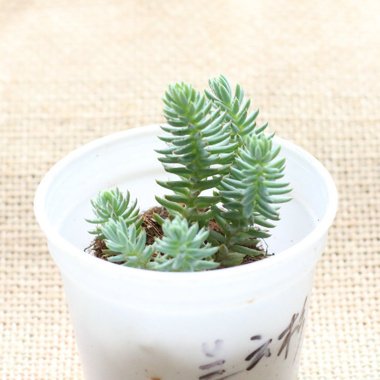 (蓝云杉)多肉植物种子盆栽 含花盆防辐射肉肉植物 室内绿植盆景