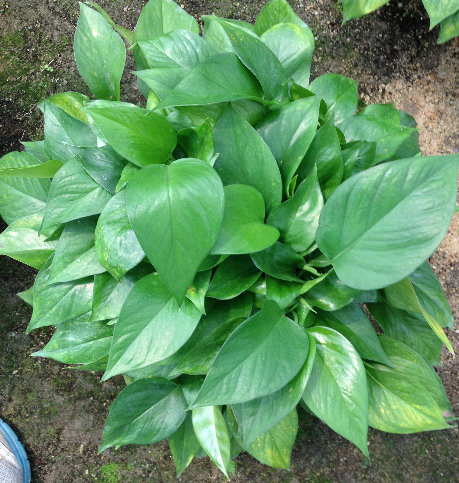 广州市花都区花东镇祥博花卉场大量批发180#230#360#盆栽吊兰绿萝