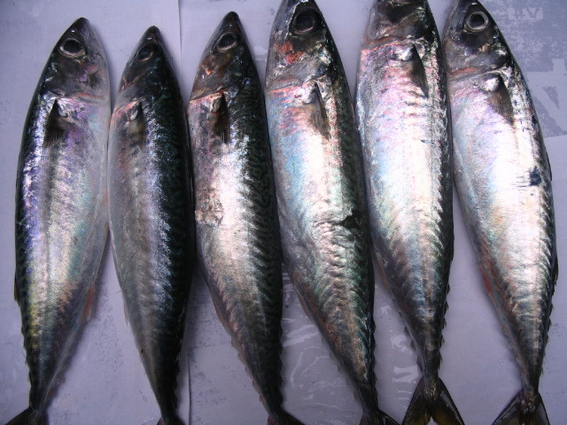 批发灯光围网青占鱼