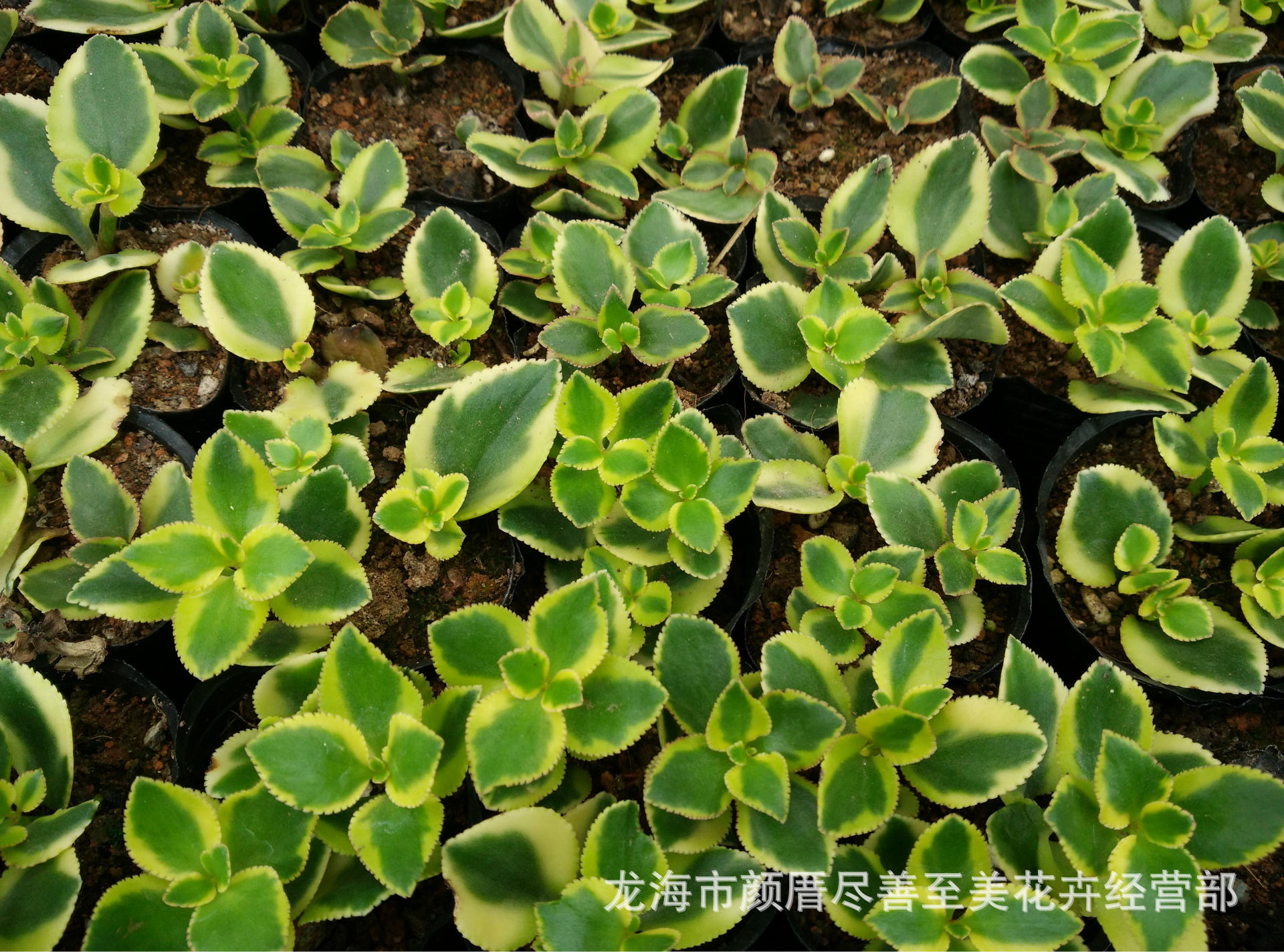 彩凤凰双色景天花叶景天多肉植物花卉特价批发零售