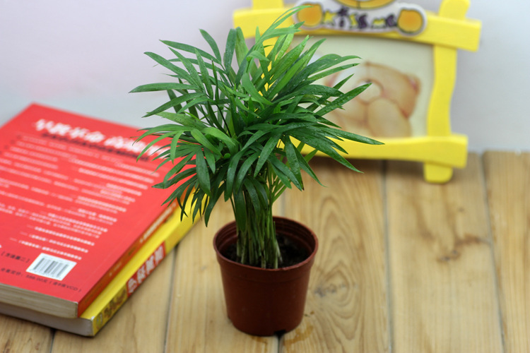 微景观背景植物小盆栽袖珍椰子