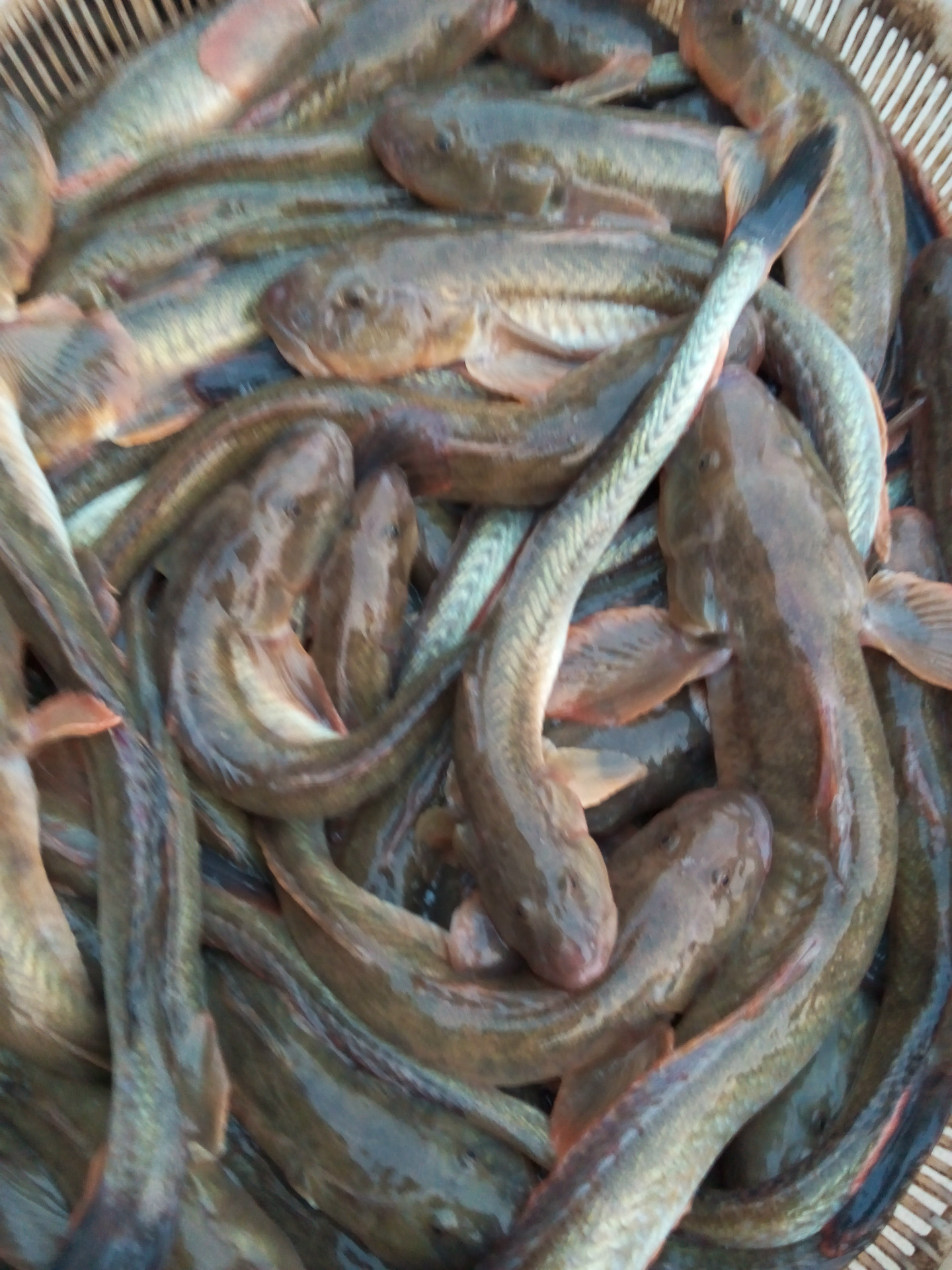 大量供应渤海湾野生鲜活光鱼
