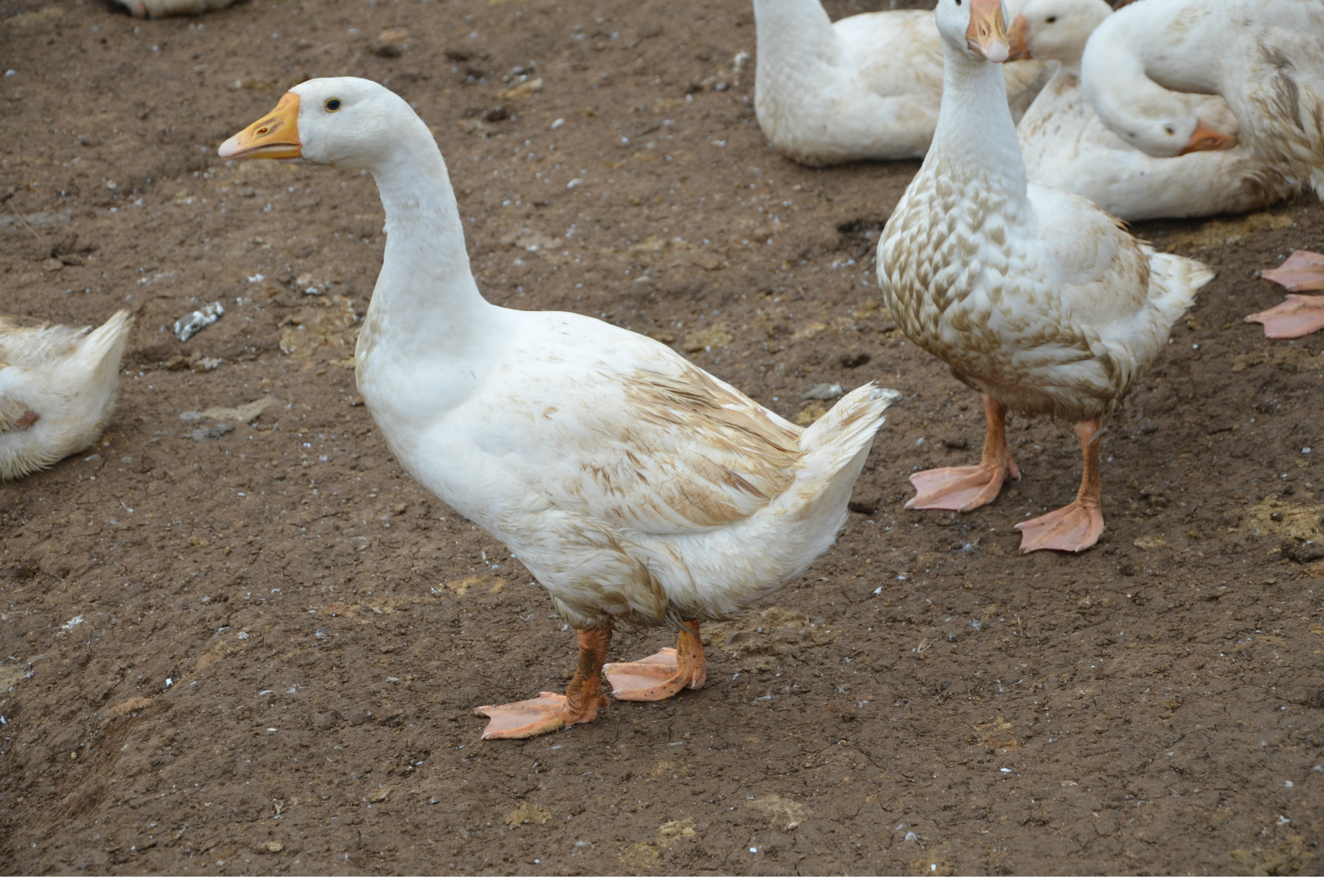 游泳爱好者 山林间散步的鹅 味美肉鲜 批发