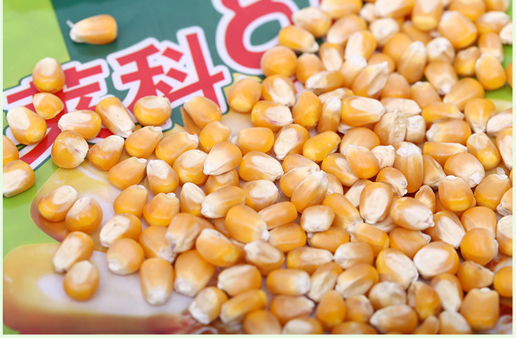 吉林四平低价批发新型高产玉米种 莱科818 优质早熟玉米种子 6000粒