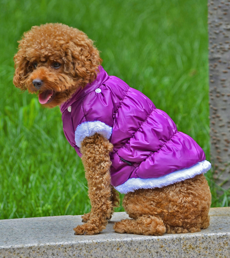 产品面料: 100%聚酯纤维 尺寸规格: xs/s/m/l/xl/xxl 可用颜色: 紫色