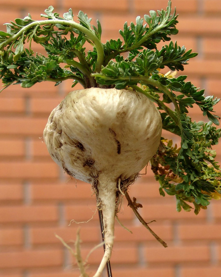 跑江湖摆地摊玛卡 玛卡套装 秘鲁玛卡