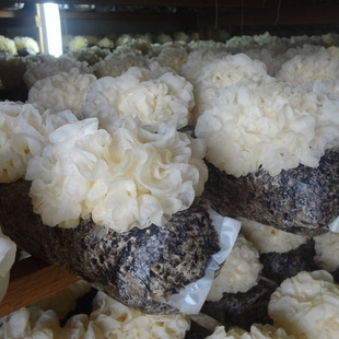 产地批发 古田大朵新鲜银耳 带菌棒 鲜白木耳 雪耳即食木耳食用菌