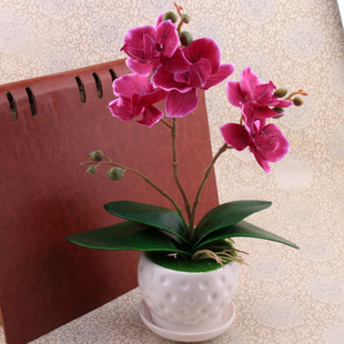 假花白色蝴蝶兰