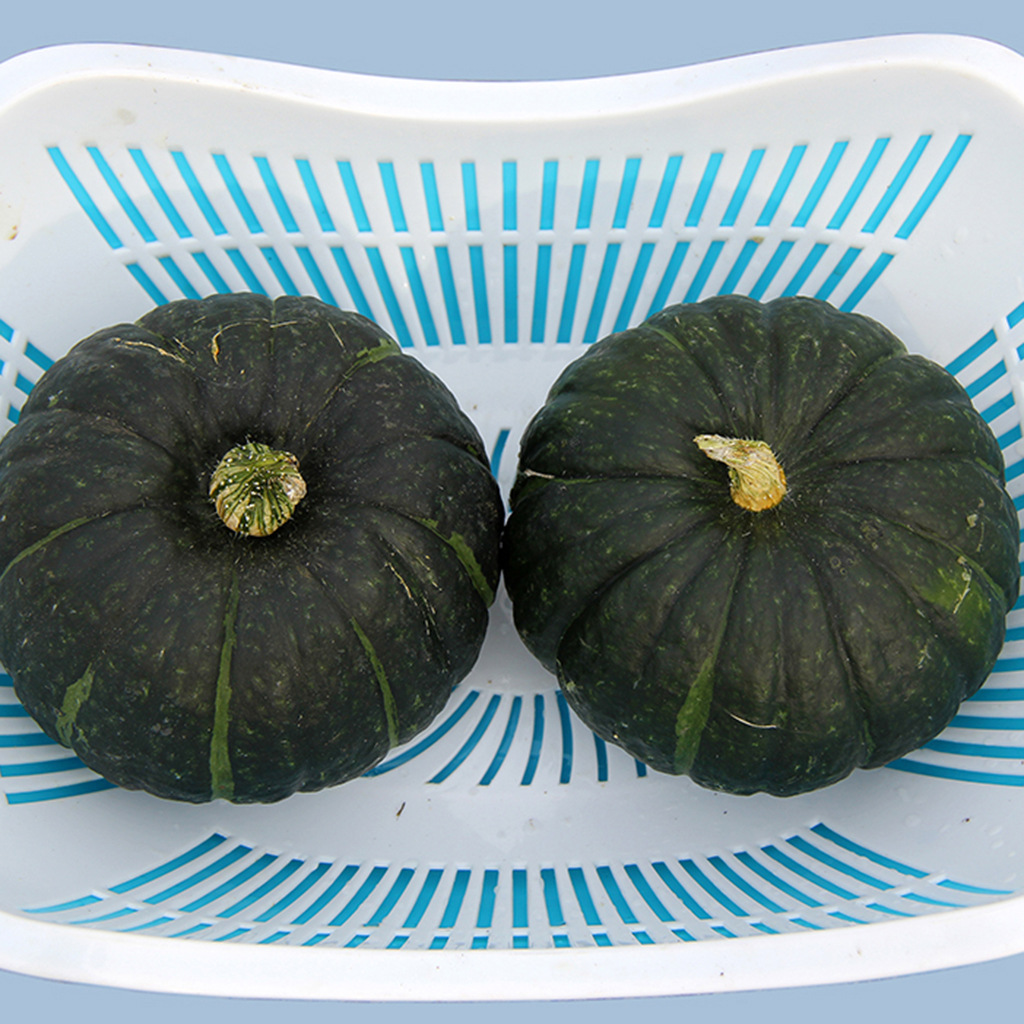 蒙绿娃 有机迷你小南瓜 内蒙古绿娃 厂家直销