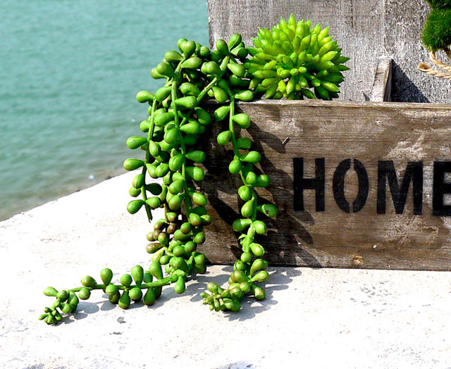 新品促销 家居摆饰仿真植物多肉植物 质感5头情人泪 相思豆hl0195