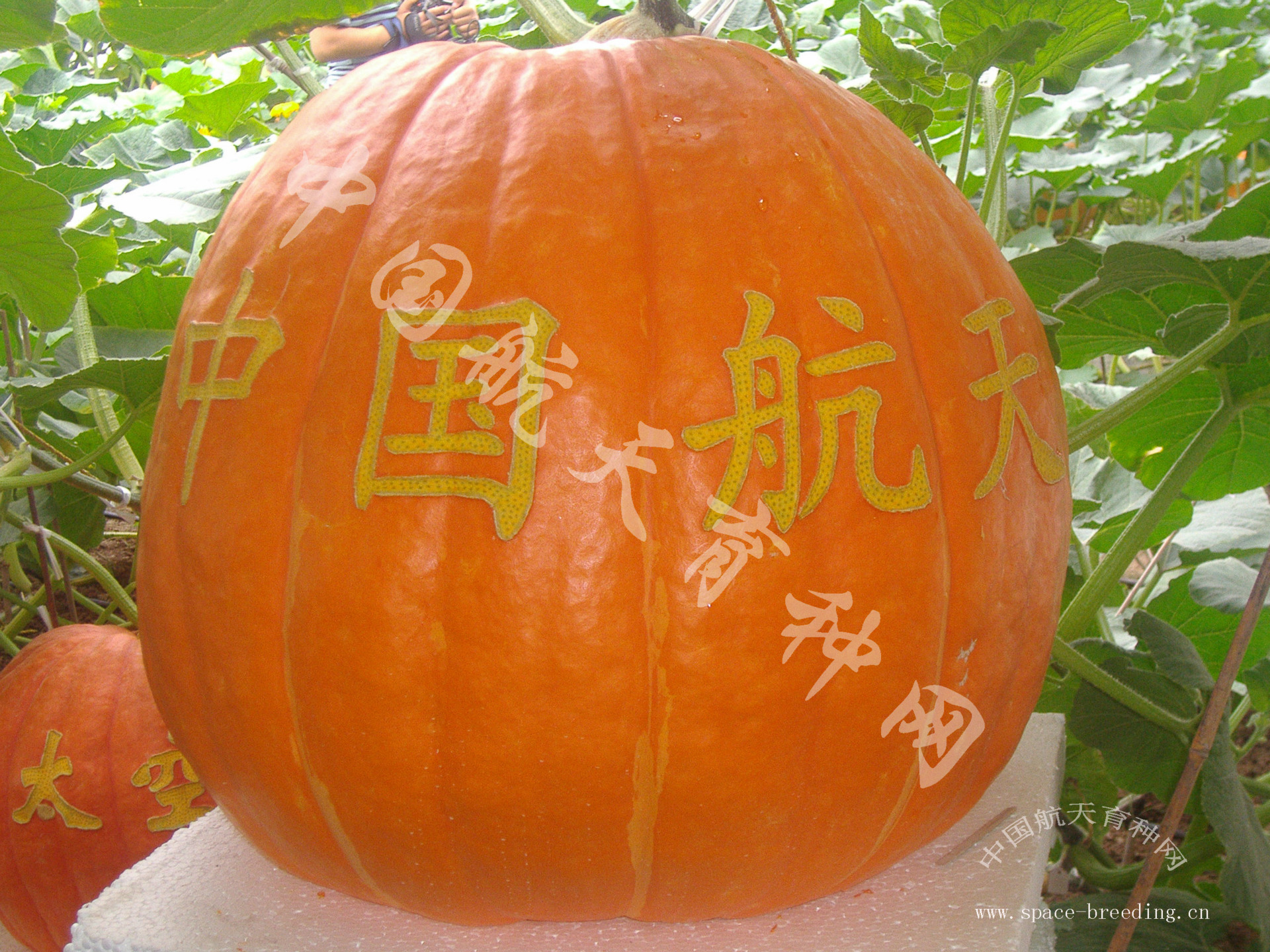 太空特大南瓜种子 观赏/食用/肉厚/营养价值高/适应性广