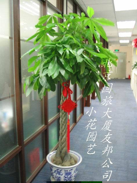 大型發財樹,獨杆粗發財王盆栽花卉植物綠植租擺 開業慶典送禮