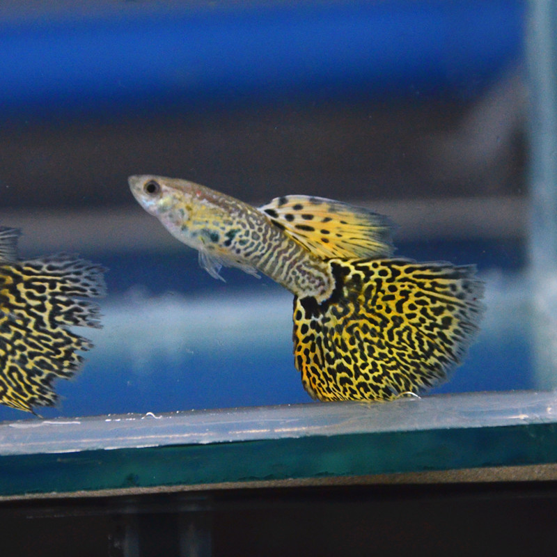 精品黄蕾丝孔雀鱼 热带鱼观赏鱼 批发孔雀鱼 水族小型活体淡水鱼