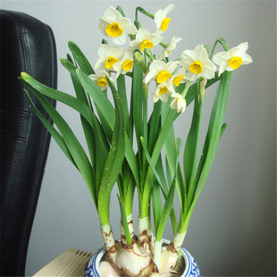 批发水生植物 水仙 桌面盆栽水培 水养种球 水生花卉