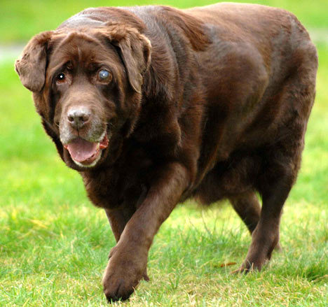 猎人和猎狗的故事!