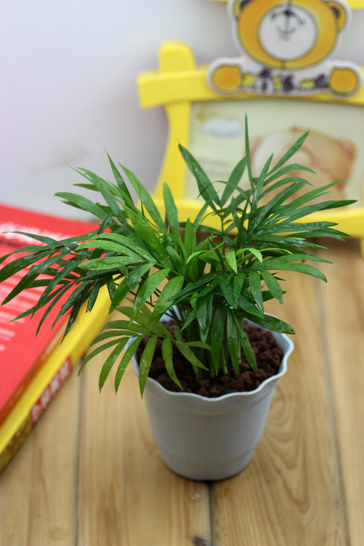 叶之语 微景观背景植物小盆栽 袖珍椰子