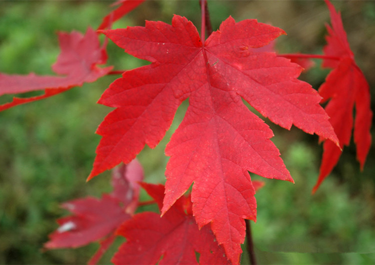 批发彩色绿化苗木赤枫树苗 赤峰小苗 红枫 新品种 成活率高