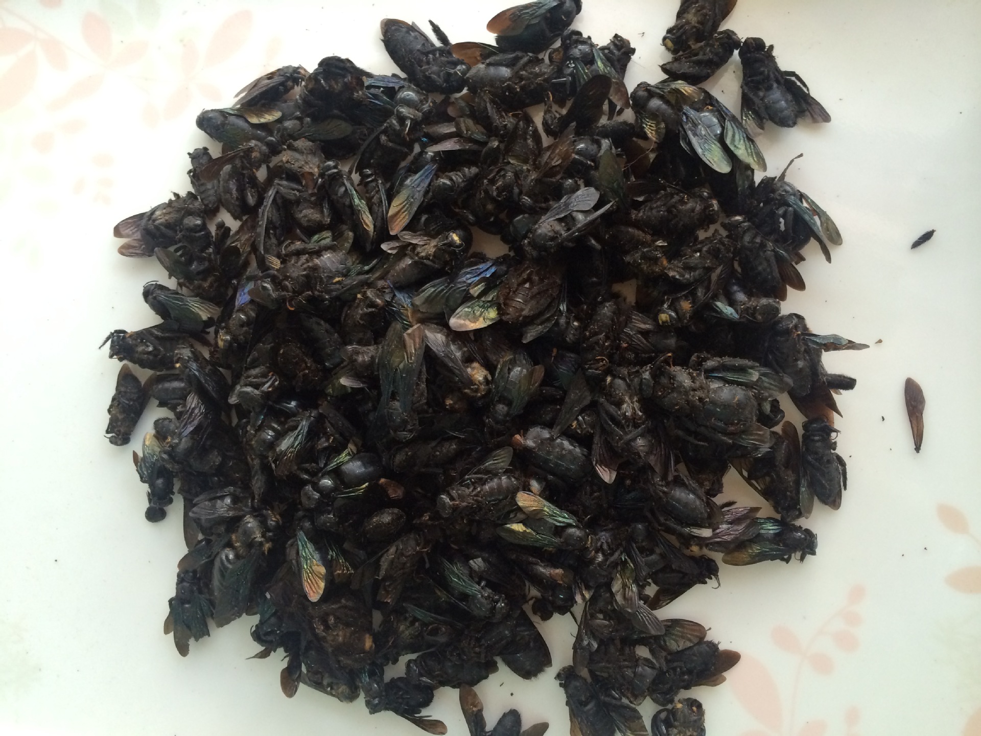 竹蜂 夏蜂 优质 产地直销 批发货源