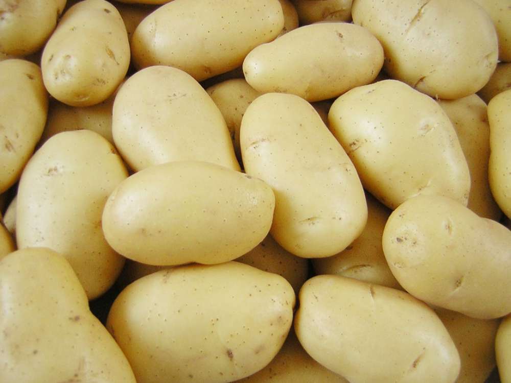 土豆的样子图片