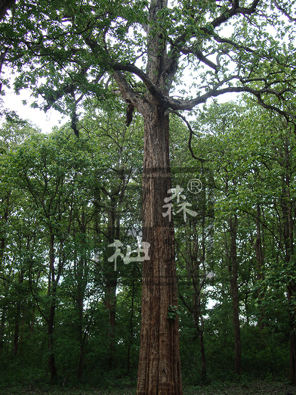 柚木是世界上最强壮的树之一