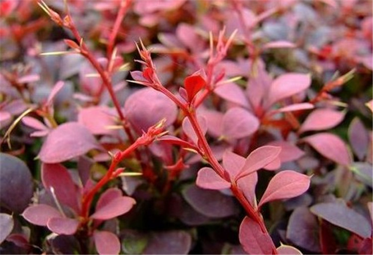 求购批发出售常用彩叶小灌木红叶小檗 绿化苗木农户直销