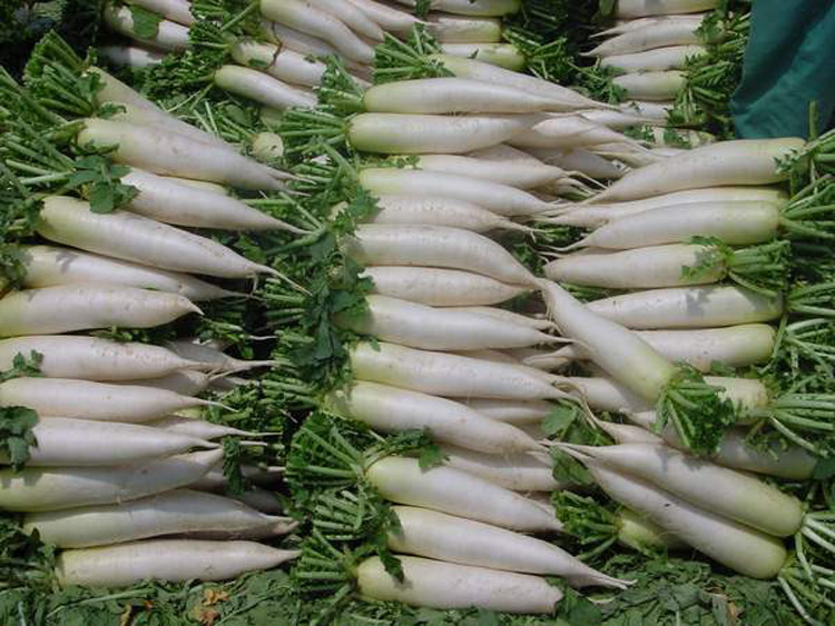 白萝卜 萝卜农家 火锅食材新鲜蔬菜 新鲜果蔬