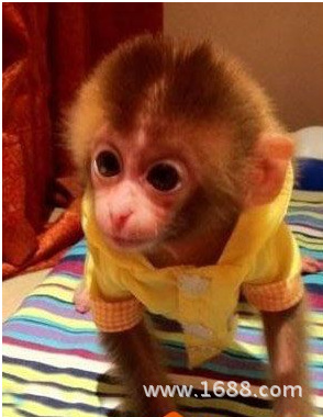 济南哪里有卖小猴子卖