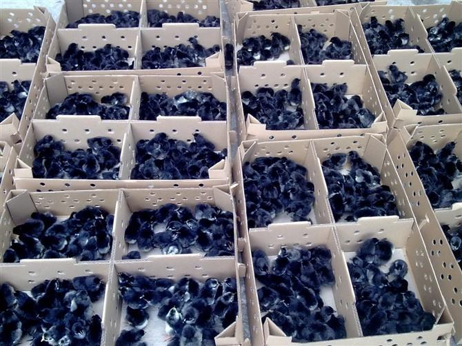 长期供应自养优质黑凤鸡,乌鸡,绿壳蛋鸡,土鸡鸡苗 - 养殖批发网