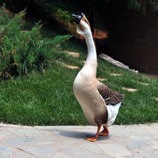 正宗贵州特产农家水草放养土鹅白鹅 营养价值丰富多种吃法 味美