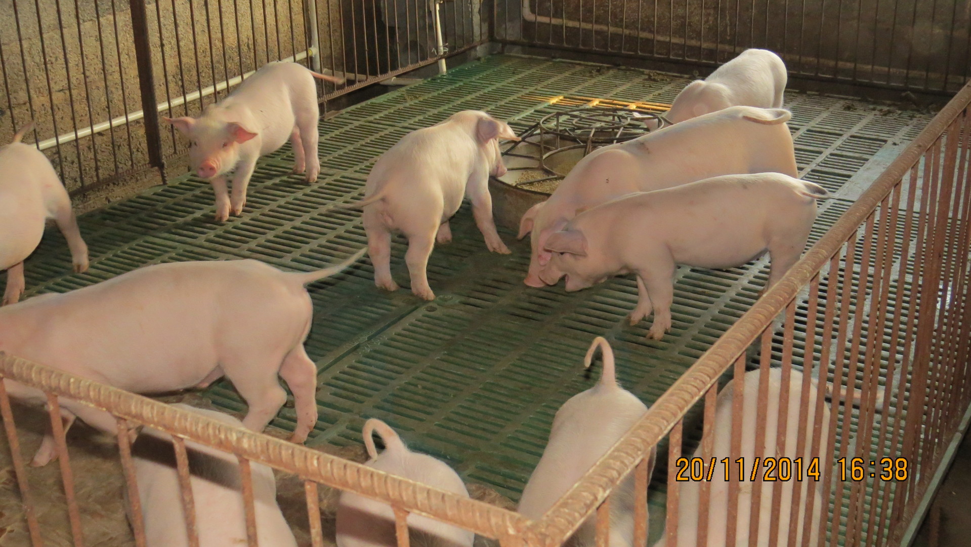 龙宝仔猪,耐粗食,抗病力强