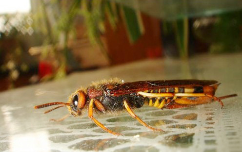 批发供应植物害虫引诱剂 蓝黑树蜂液体信息素 效果超同产品4倍