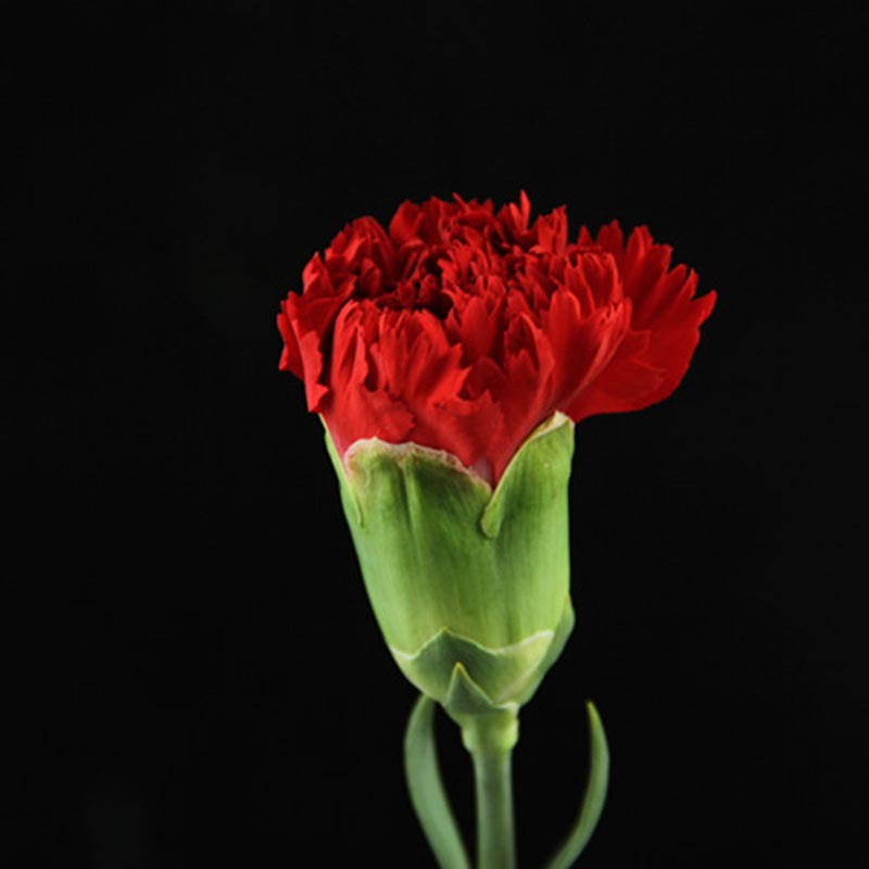 昆明鲜花基地鲜切花康乃馨批发 20支/扎 马斯特