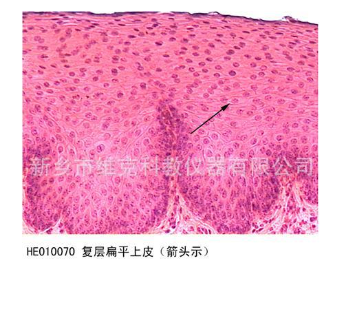 单层柱状上皮切片 生物切片 上皮组织 显微镜玻片