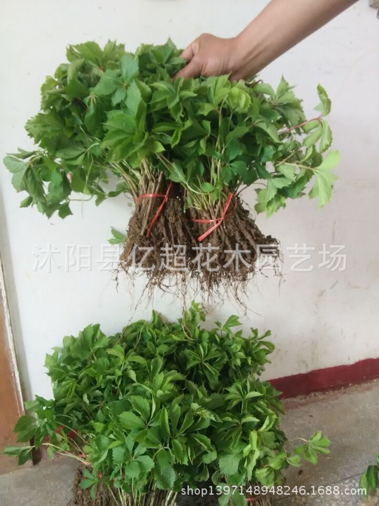 基地直销攀援植物美国地锦五叶地锦爬山虎苗爬墙工程苗