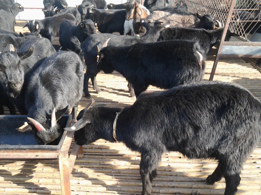 小尾寒羊市场价格*