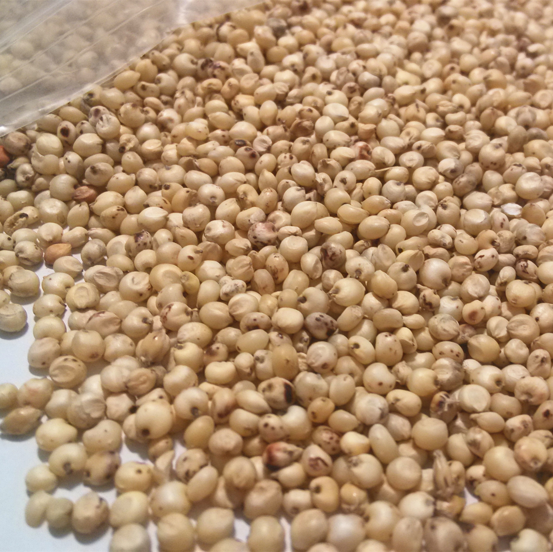 批发供应 进口白高粱 鸽粮 鸟食 大量现货供应鸽饲料 白高粱