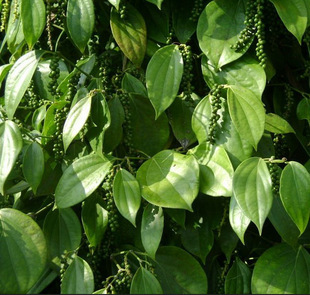 98%胡椒碱 / 天然黑胡椒提取物 高效抗惊厥 厂家现货供应