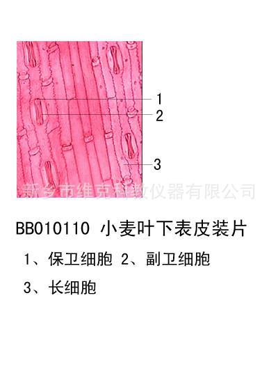玉簪叶下表皮装片 生物切片 微生物切片 植物类装片