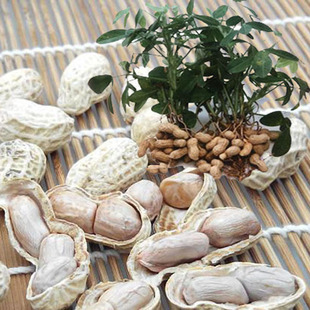 安溪特产湖头花生 水煮花生 日晒咸干带壳不上火 天然农家食品