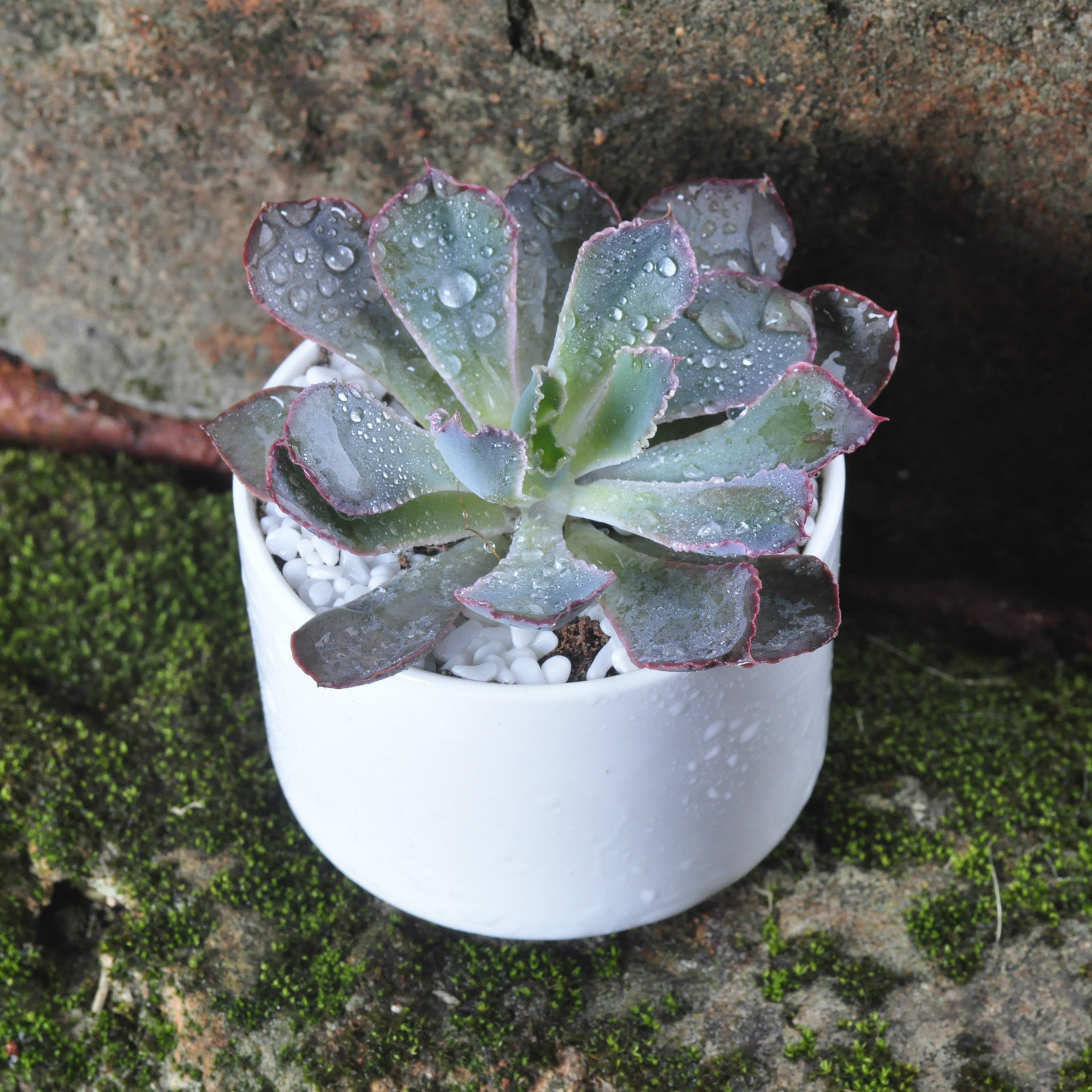 厂家批发多肉植物批祗园之舞多肉 肉肉植物批发 花卉绿植室内盆栽