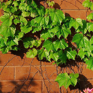 爬藤绿化植物 爬山虎苗 四季常绿生长快 庭院盆栽花卉