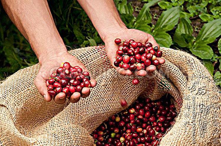 东兴越南进口食品 越南特产 威拿咖啡豆500g 香味自然浓郁纯厚